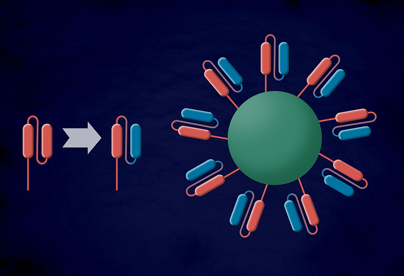 Bi-CAR-T helps mitigate tumors